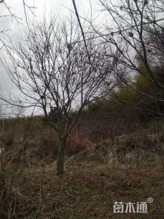 16公分日本红枫