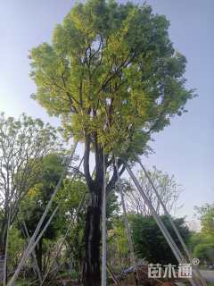 85公分朴树