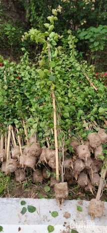 高度250厘米红花三角梅