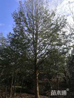 25公分乐昌含笑