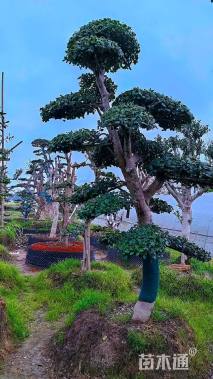 18公分无刺枸骨