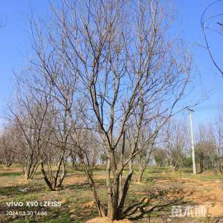 50公分(4杆)丛生乌桕