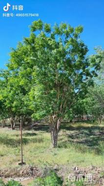 高度800厘米丛生国槐