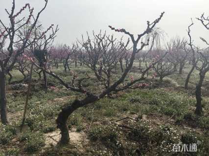 15公分造型梅花