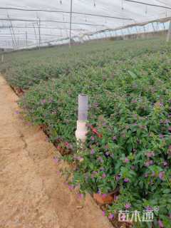 高度20厘米满天星