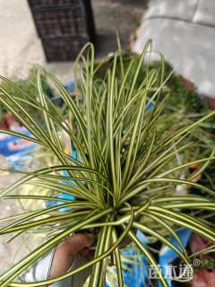 高度20厘米金叶苔草