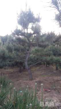 15公分造型黑松