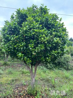 高度50000厘米茶花