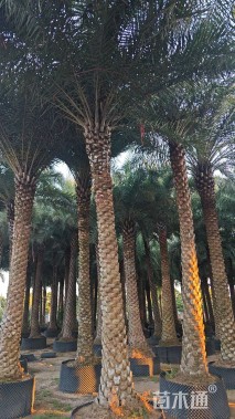 裸干高400厘米银海枣