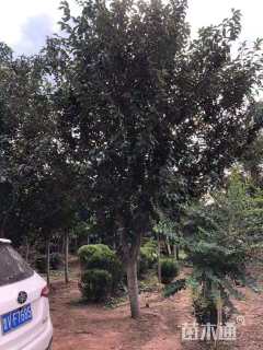 15公分日本晚樱