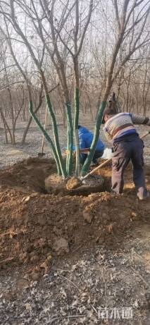 高度800厘米丛生元宝枫