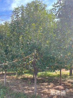 10公分绚丽海棠