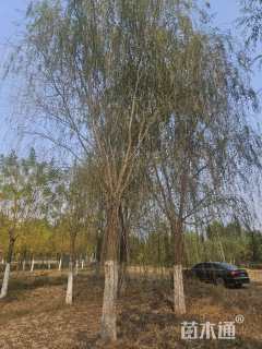 25公分垂柳