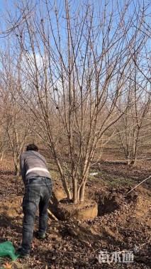 高度400厘米丛生五角枫