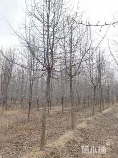 11公分彩叶豆梨