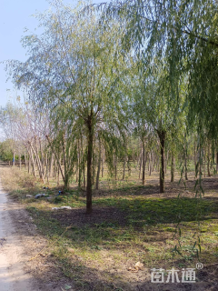 12公分西湖垂柳