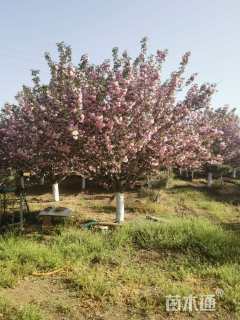 高度400厘米关山樱