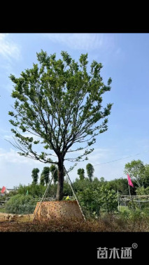 30公分朴树
