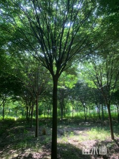 18公分榉树