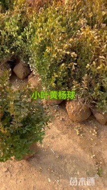 冠幅40厘米瓜子黄杨球