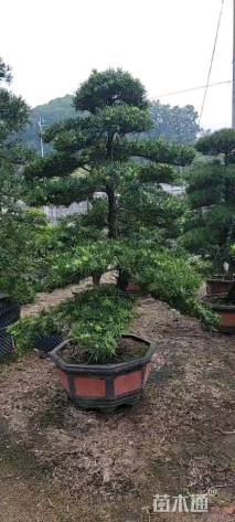 18公分造型台湾罗汉松