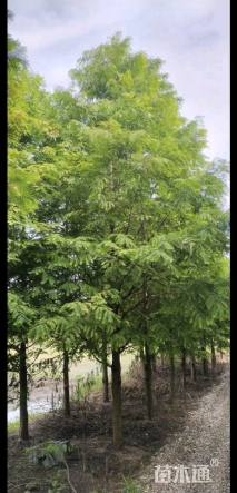 13公分墨西哥落羽杉