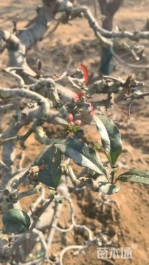 高度120厘米贴梗海棠