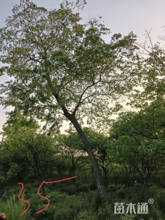 40公分朴树