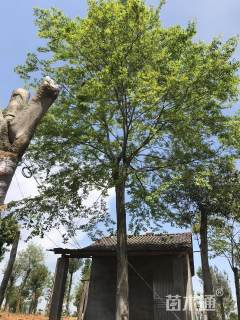 20公分朴树