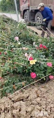 250厘米藤本月季