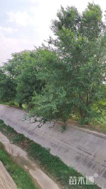 20公分榆树