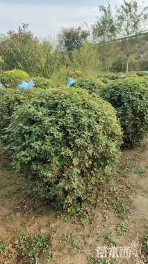 高度300厘米五角枫球