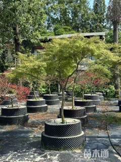 高度250厘米羽毛枫