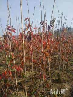 11公分八重红垂枝樱