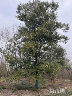 30公分熟货香樟