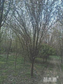 10公分西府海棠