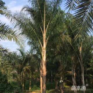 裸干高150厘米金山葵