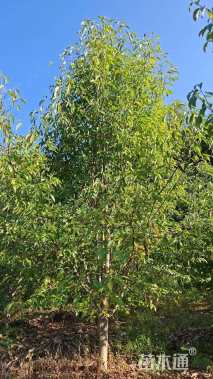 18公分二乔玉兰