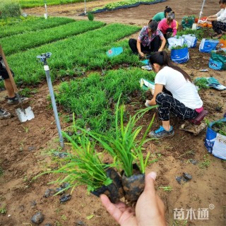 高度28厘米麦冬