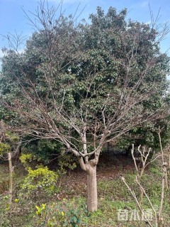 原生苗中国红枫