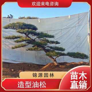 25公分造型油松