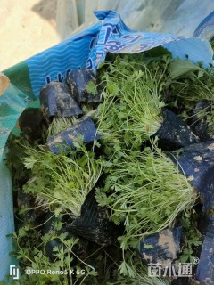 高度15厘米五叶委陵菜