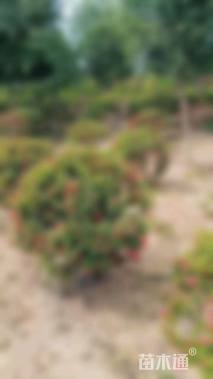 高度120厘米红王子锦带球