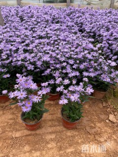 高度22厘米紫菀