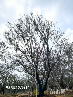 90公分(5杆)丛生朴树