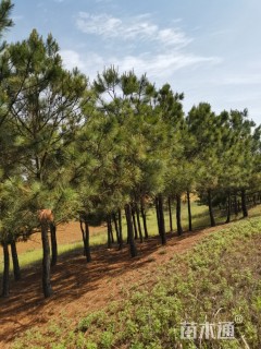 高度550厘米油松