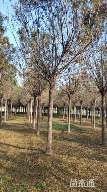 16公分秋紫白蜡