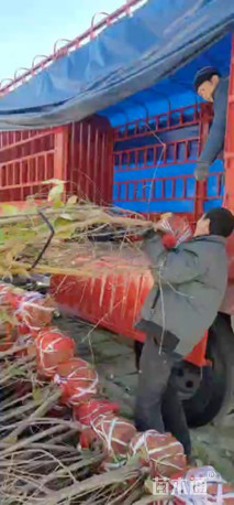 高度280厘米丛生蜡梅