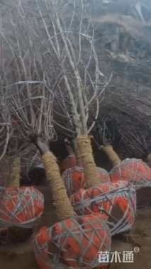 20公分木瓜海棠