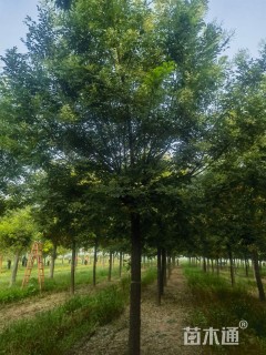 26公分国槐